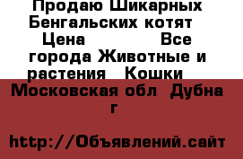 Продаю Шикарных Бенгальских котят › Цена ­ 17 000 - Все города Животные и растения » Кошки   . Московская обл.,Дубна г.
